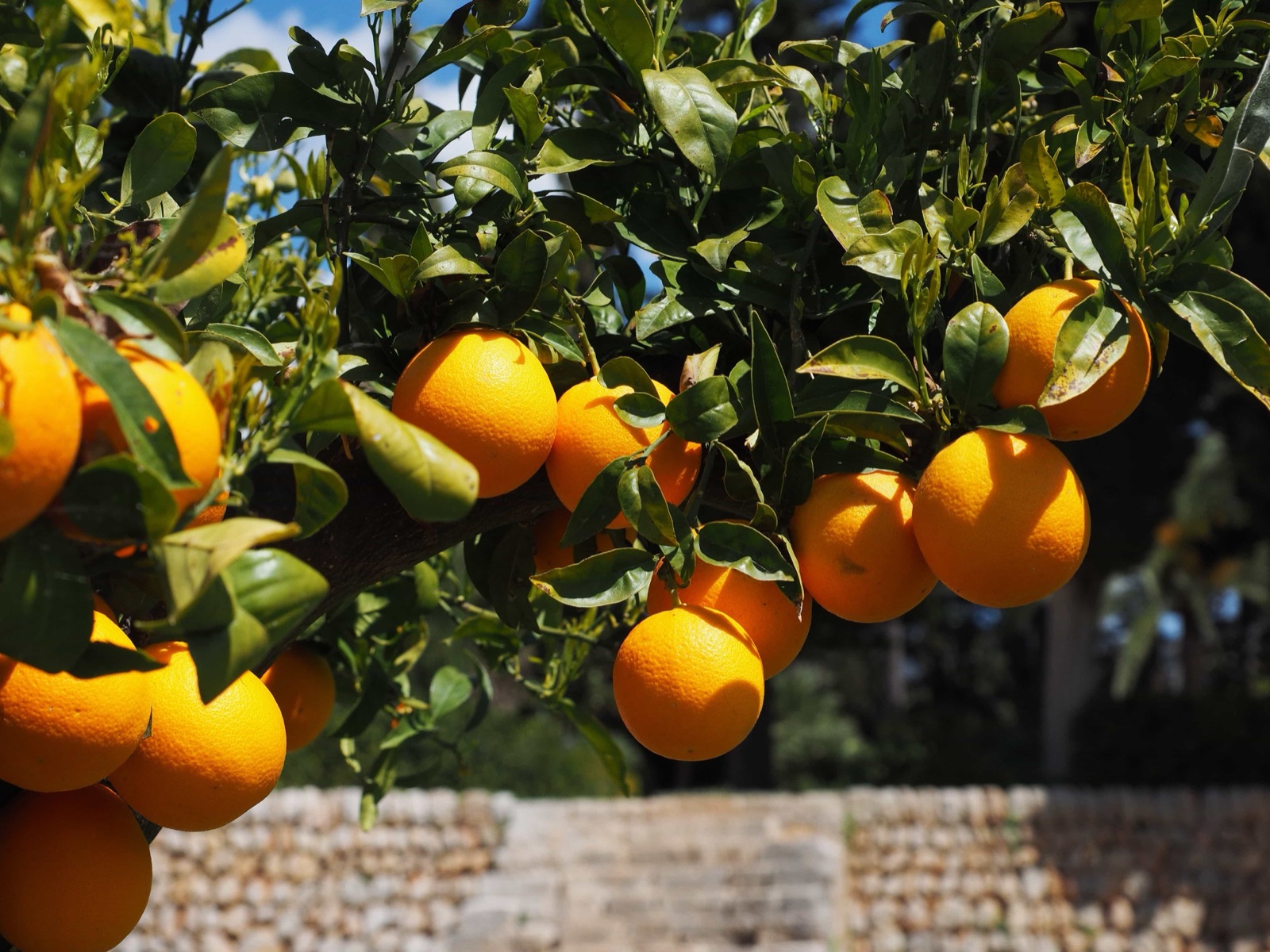 Pomar de citros em produção — lavoura