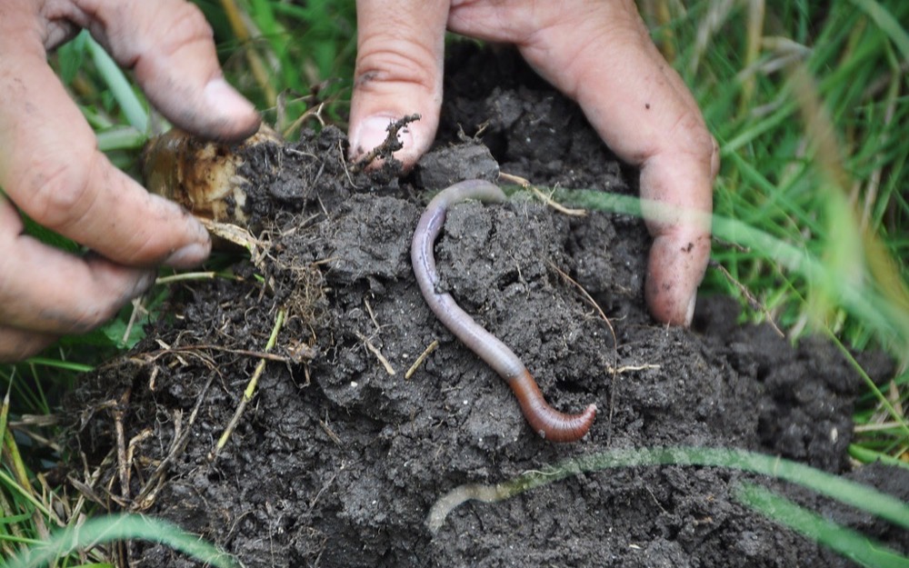 Minhoca em solo vivo rico em matéria orgânica