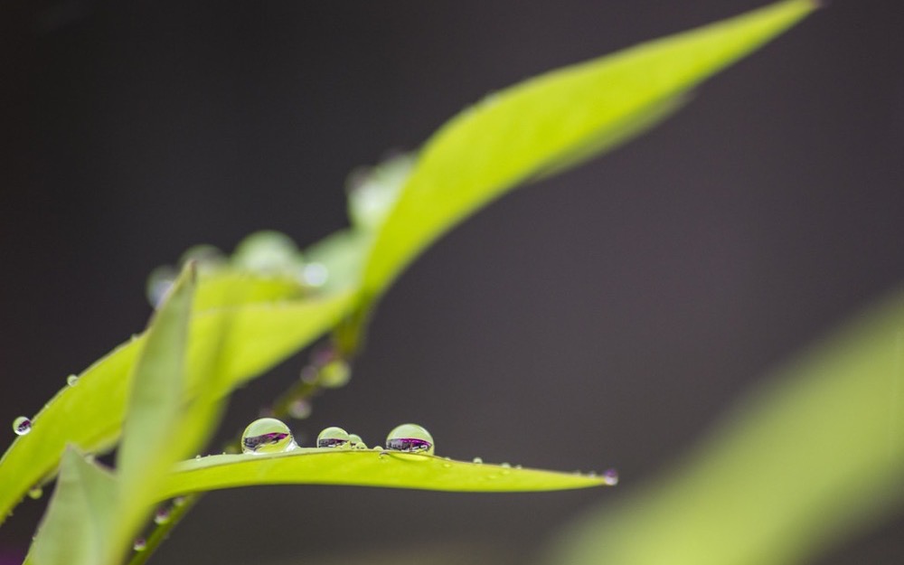 Folha verde com gotas — nutrição foliar biocompatível