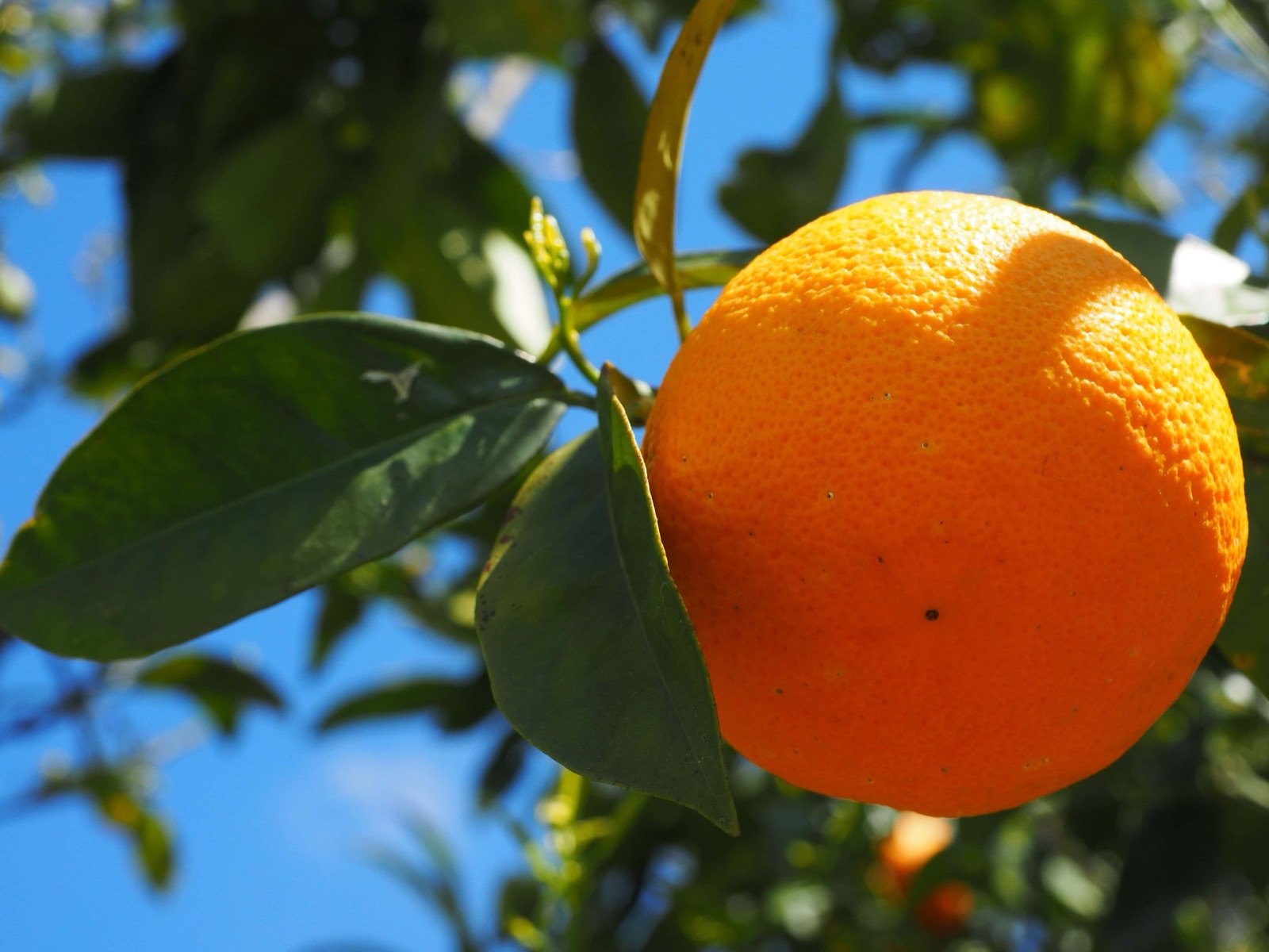 Pomar de citros em produção